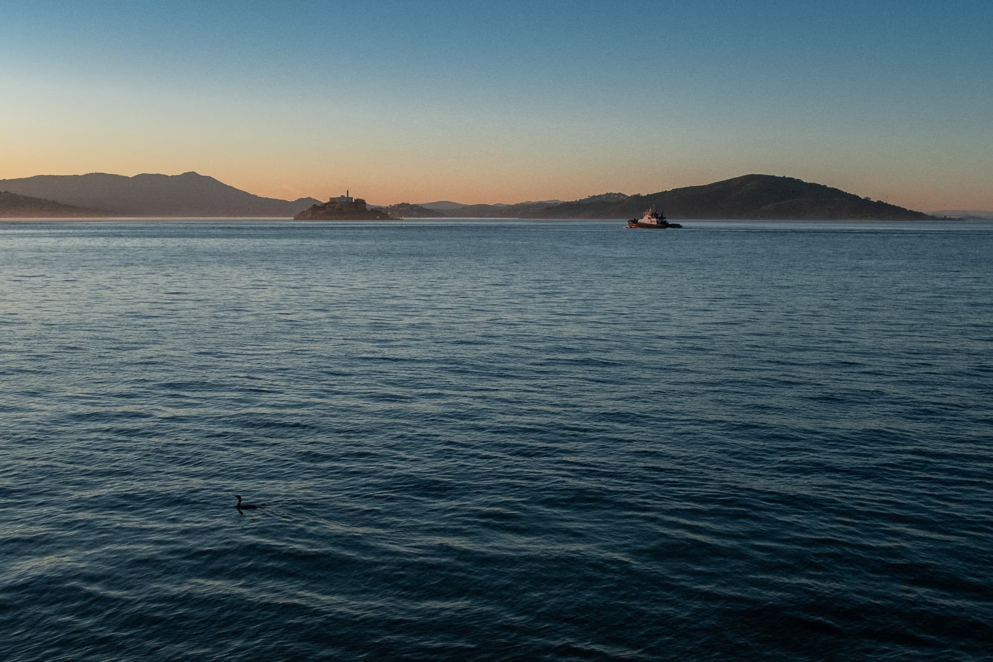 A sunset view of Alcatraz island and a lone duck swimming in the bay.